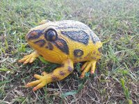  Фігурка Lanka Novelties Жаба піщана 21 см (21571) 