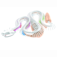 Набор для опытов Joker Slimy Lab Анатомия животных Гремучая змея (38095)