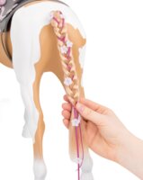 Ігрова фігура Our Generation Кінь із довгою гривою 50см (BD38030Z)