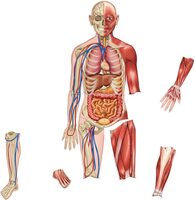 Навчальна модель Learning Resources Людське тіло (LER6044)